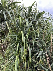 Freycinetia formosana