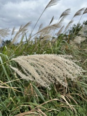 Miscanthus