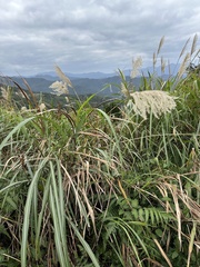 Miscanthus