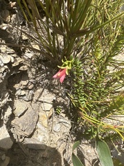 Darwinia