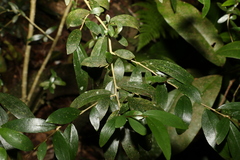 Pittosporum lancifolium