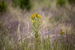 Hypericum perforatum