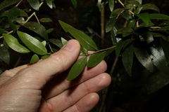 Pittosporum lancifolium