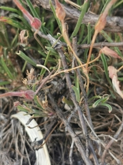 Pelargonium coronopifolium