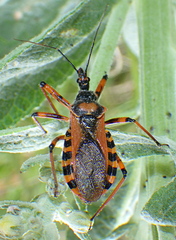 Rhynocoris