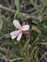 Pelargonium coronopifolium
