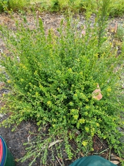 Pultenaea gunnii