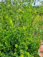 Pultenaea gunnii