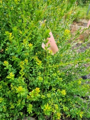 Pultenaea gunnii