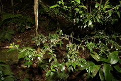 Pittosporum lancifolium