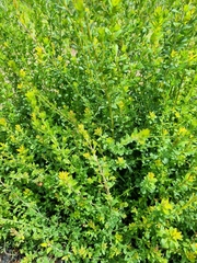 Pultenaea gunnii
