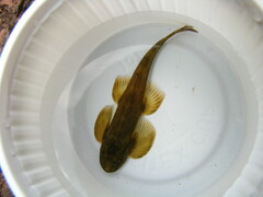 Nan Hillstream Loach photo 1