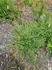 Pultenaea gunnii