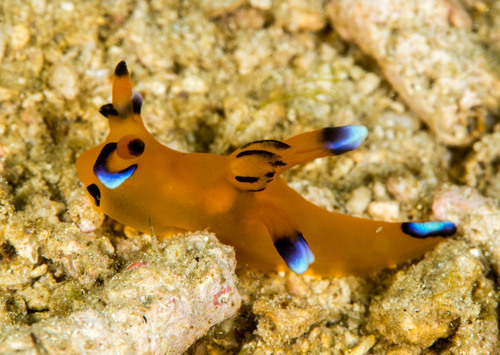 Thecacera pacifica