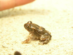 Sclerophrys regularis
