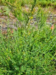 Pultenaea gunnii