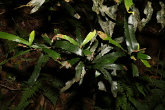 Pittosporum lancifolium