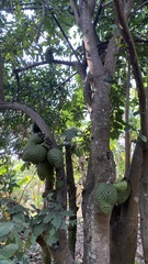 Annona