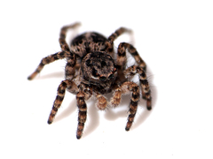 Aelurillus v-insignitus