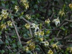 Himalrandia tetrasperma