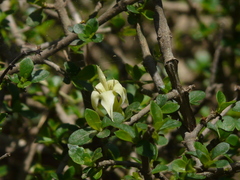Himalrandia tetrasperma
