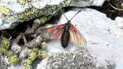Zygaena exulans