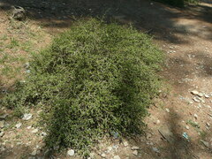 Himalrandia tetrasperma