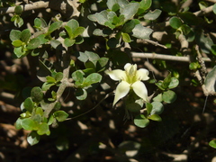 Himalrandia tetrasperma