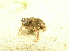 Sclerophrys regularis