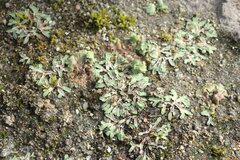 Riccia bifurca