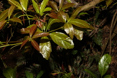 Cissus sterculiifolia