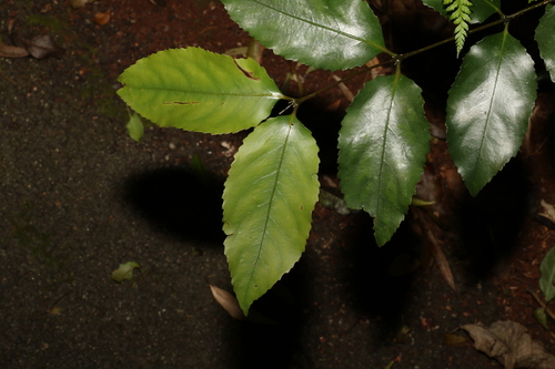 Daphnandra apatela (Daphnandra apatela)
