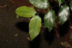 Daphnandra apatela