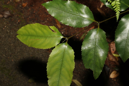 Image of Daphnandra apatela by (c) Greg Tasney, some rights reserved (CC BY-SA)
