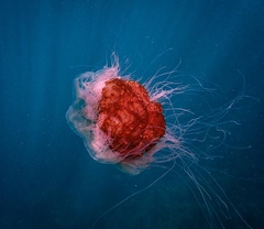 Cyanea capillata