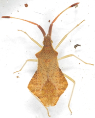 Syromastus rhombeus
