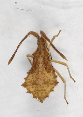 Syromastus rhombeus