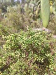 Paronychia canariensis