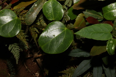 Streptothamnus moorei