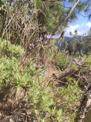 Lavandula canariensis
