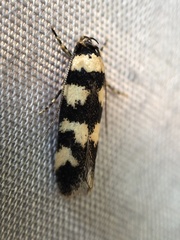 Cirromitra tetratherma