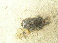 Sclerophrys togoensis