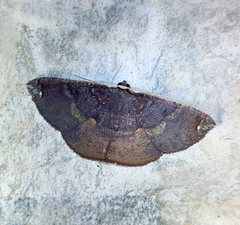 Astygisa albopunctata