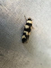 Cirromitra tetratherma