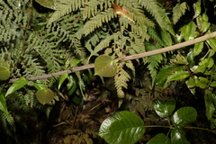 Streptothamnus moorei