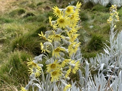 Senecio niveoaureus