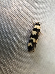 Cirromitra tetratherma