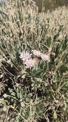 Pterocephalus lasiospermus