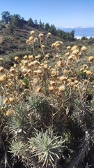 Carlina xeranthemoides