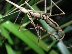 Candovia granulosa